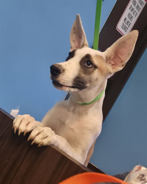 Adoptable Dog