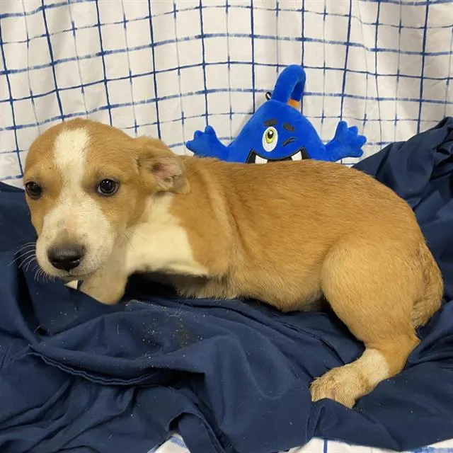 Adoptable Dog