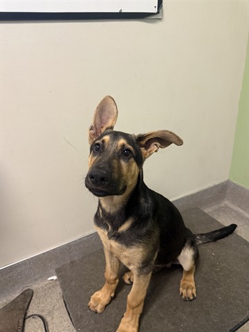 Adoptable Dog