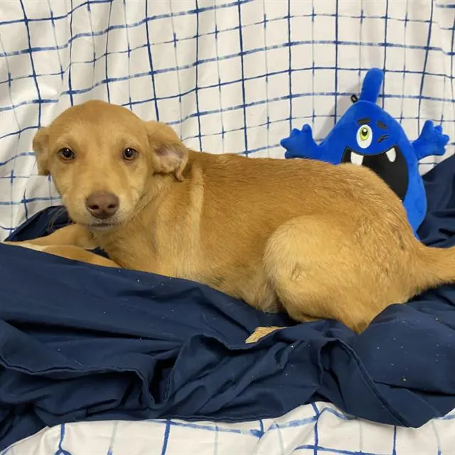 Adoptable Dog