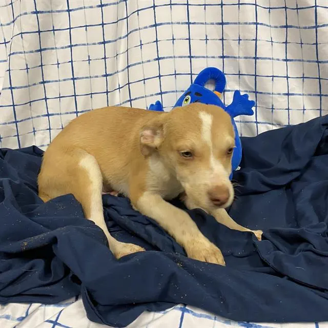 Adoptable Dog
