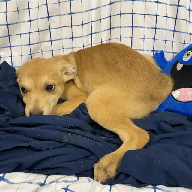 Adoptable Dog