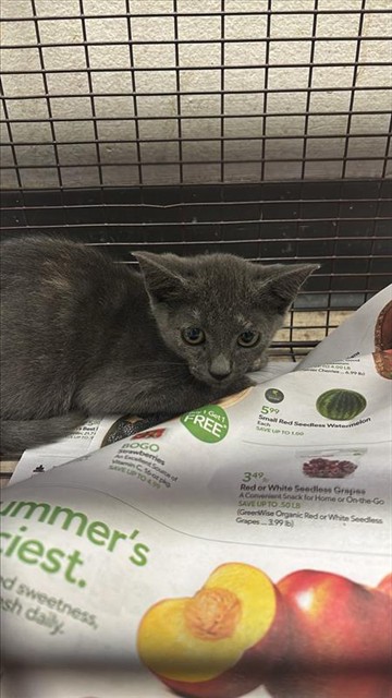 Adoptable Cat