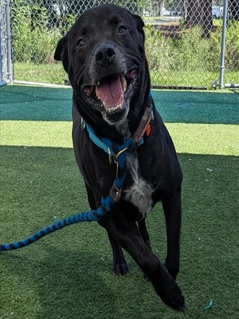 Tino