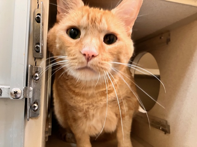 Mellow Jellow
