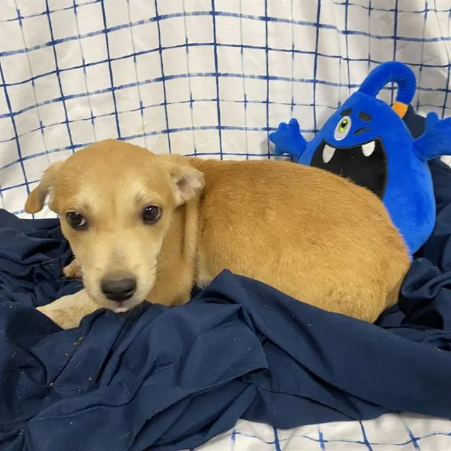 Adoptable Dog