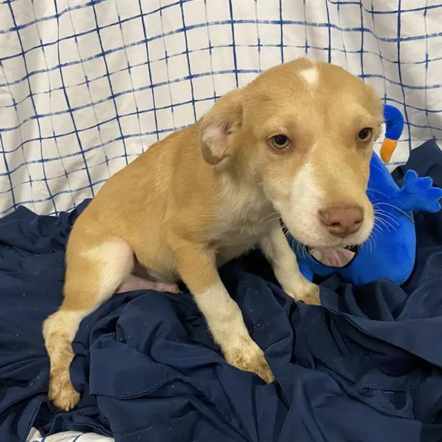 Adoptable Dog