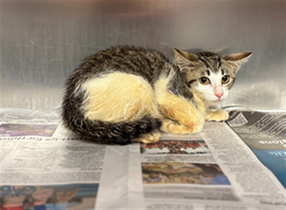 Adoptable Cat
