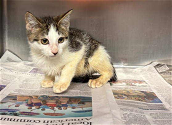 Adoptable Cat