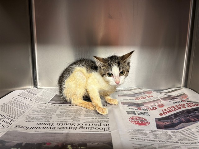 Adoptable Cat
