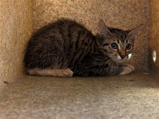 Adoptable Cat