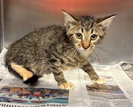 Adoptable Cat