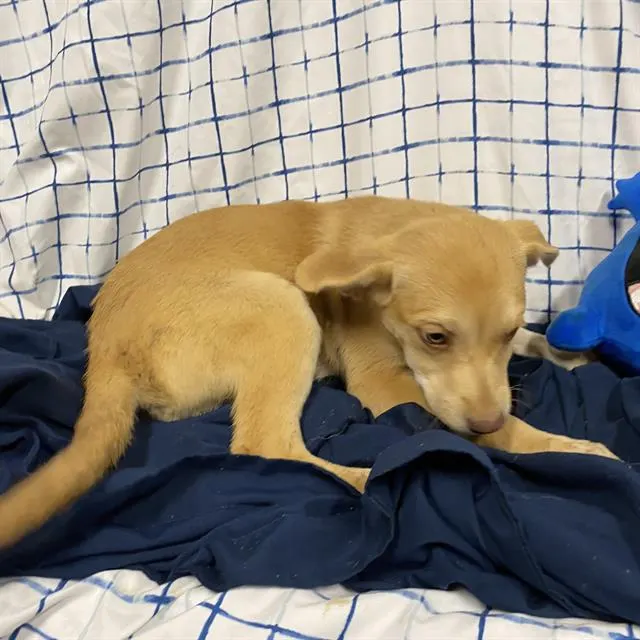 Adoptable Dog