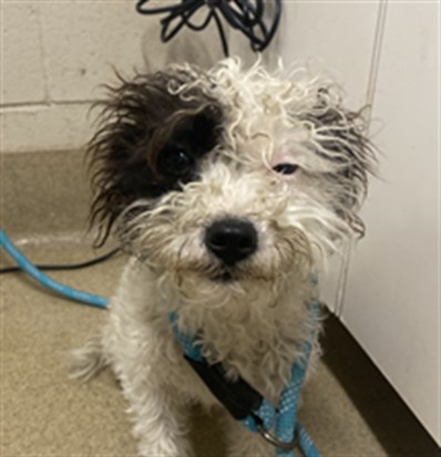 Adoptable Dog