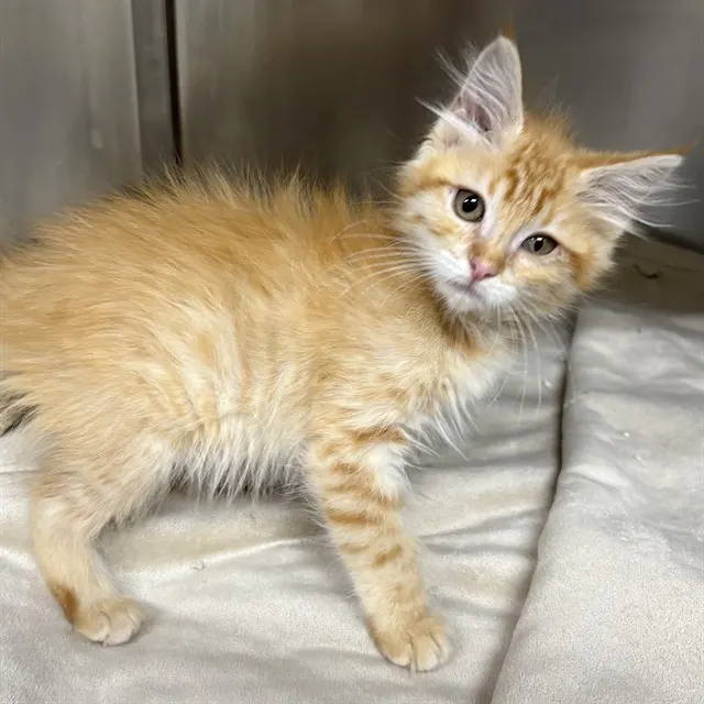 Adoptable Cat