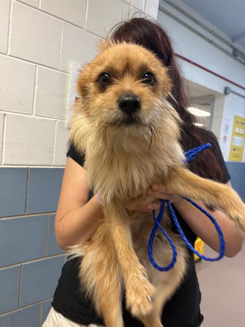 Adoptable Dog