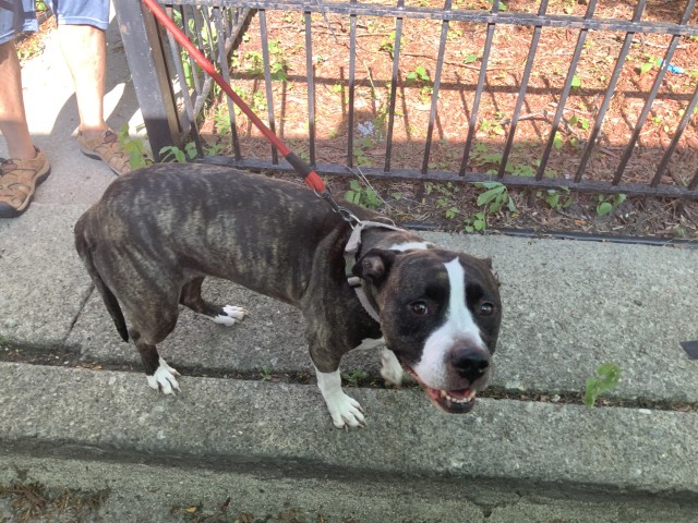 Adoptable Dog
