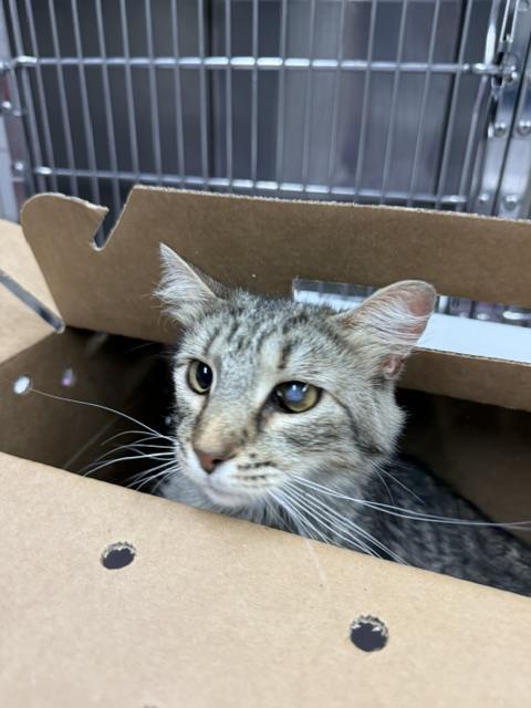 Adoptable Cat