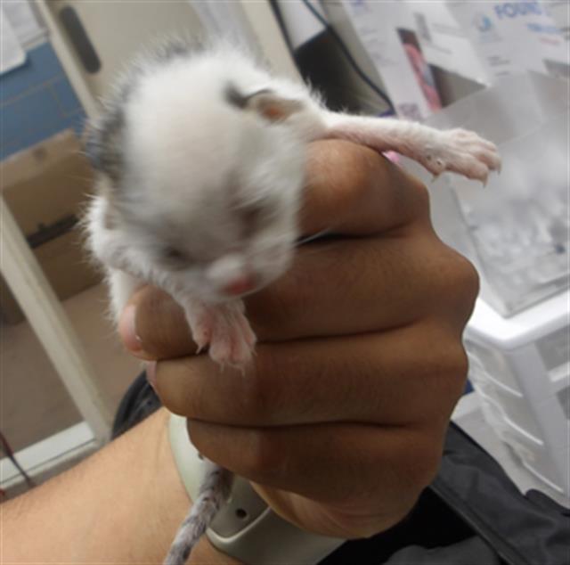 Adoptable Cat