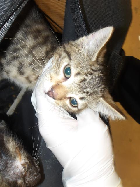 Adoptable Cat