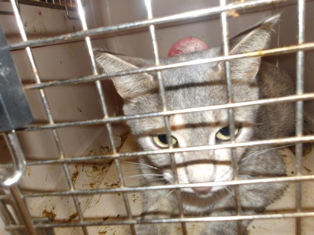 Adoptable Cat