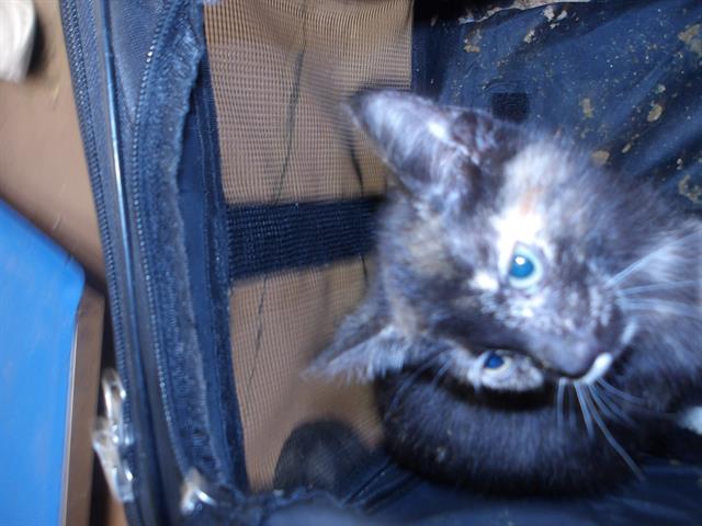 Adoptable Cat