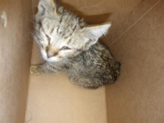 Adoptable Cat