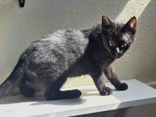 Sully-In Foster