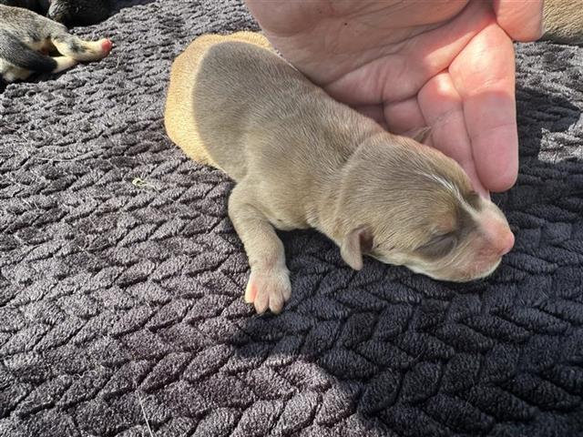 Adoptable Dog