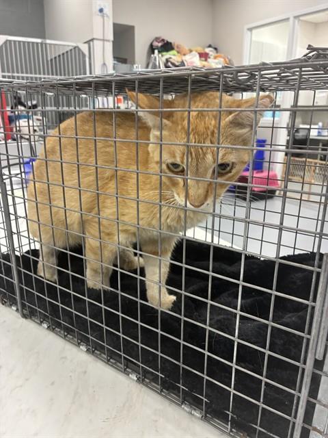 Adoptable Cat