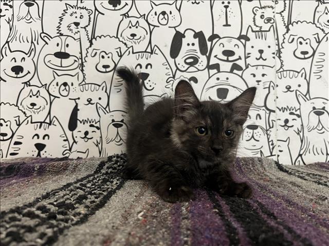 Ebony