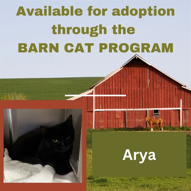 Arya Barn Cat