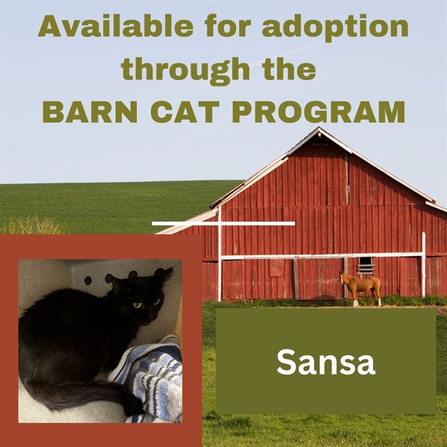 Sansa Barn Cat