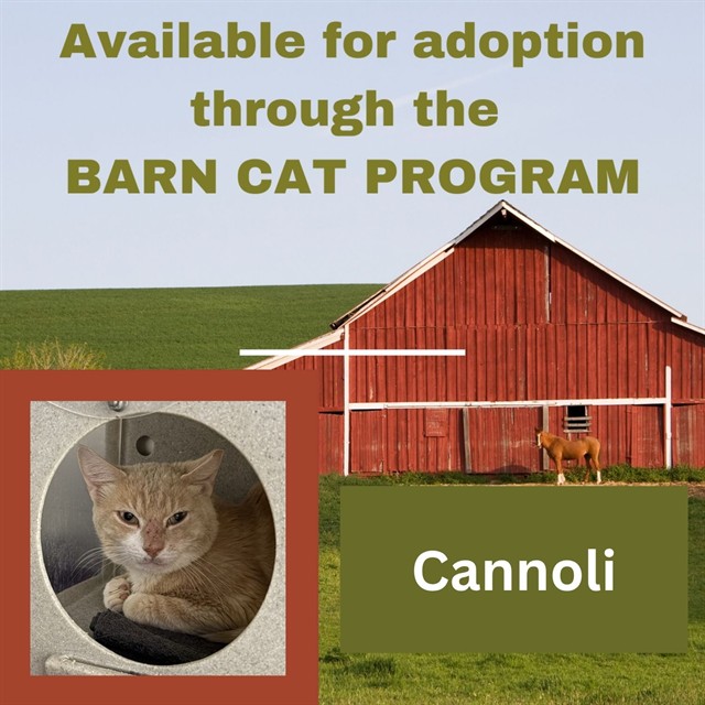 Cannoli Barn Cat
