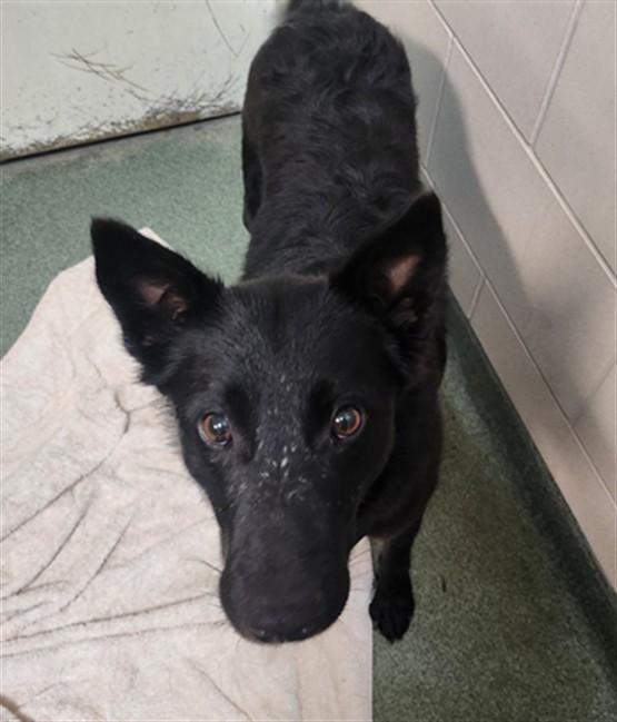 Adoptable Dog