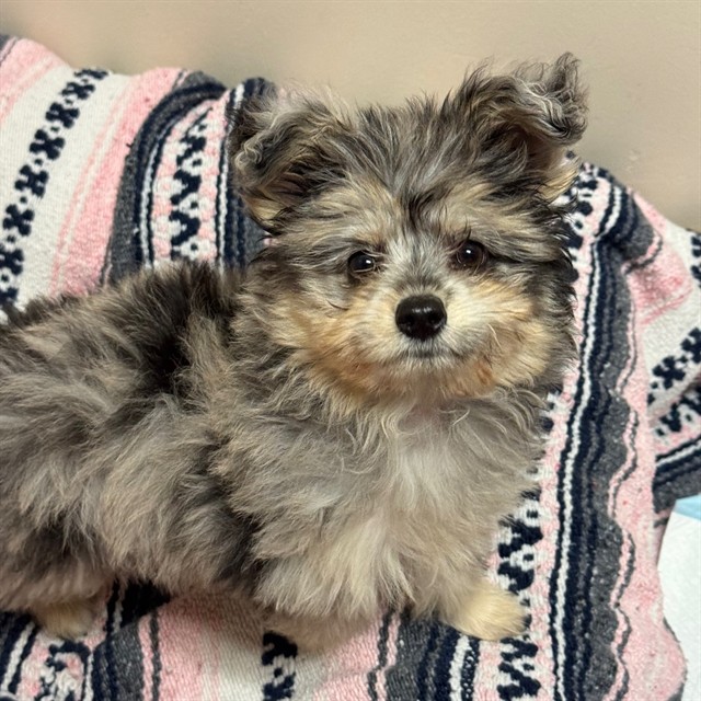 Adoptable Dog