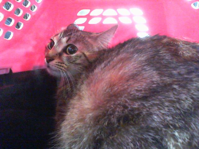 Lucinda