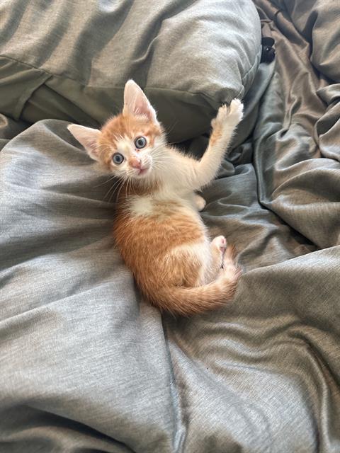 Cheese Puff