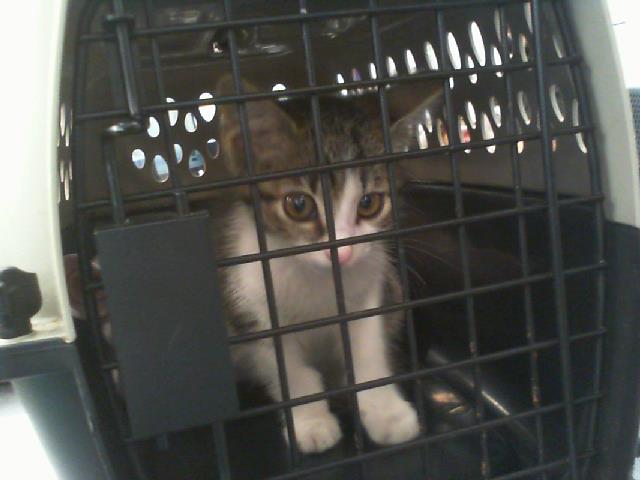 Adoptable Cat