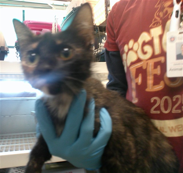 Adoptable Cat
