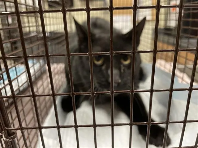 Adoptable Cat