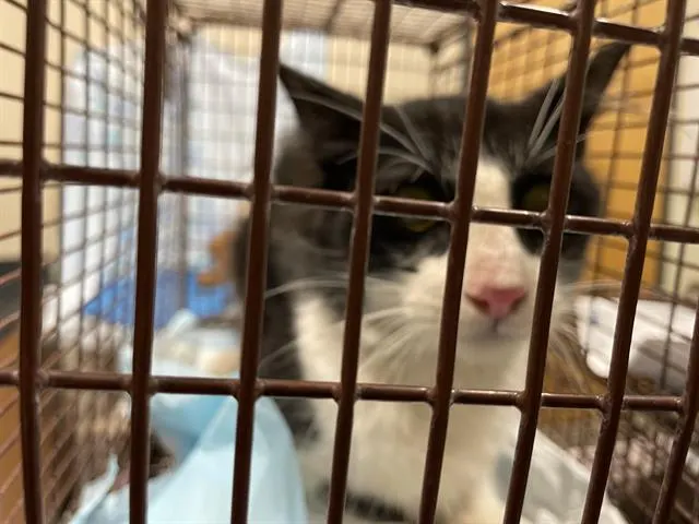 Adoptable Cat