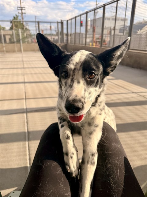 Ellie