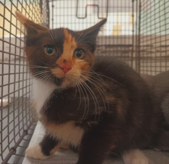 Adoptable Cat