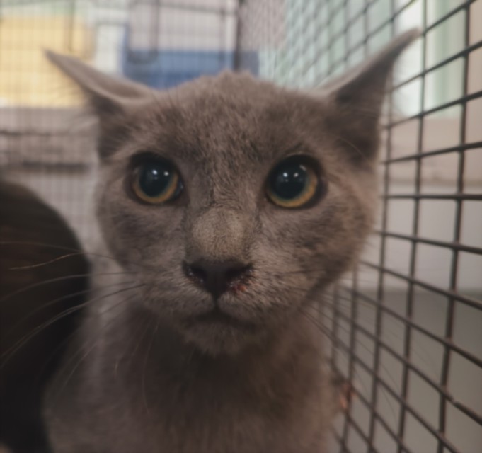 Adoptable Cat