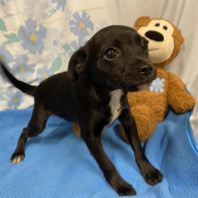Adoptable Dog