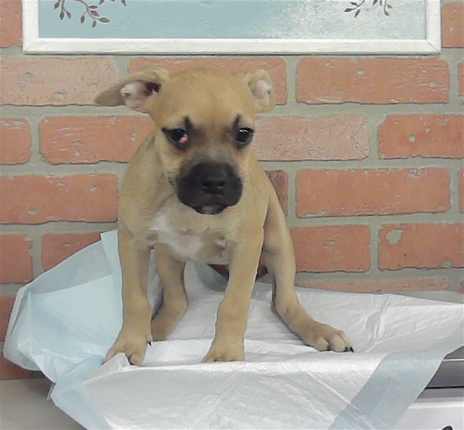 Adoptable Dog