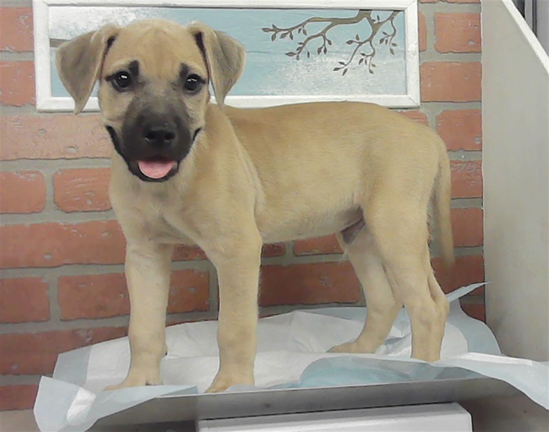 Adoptable Dog