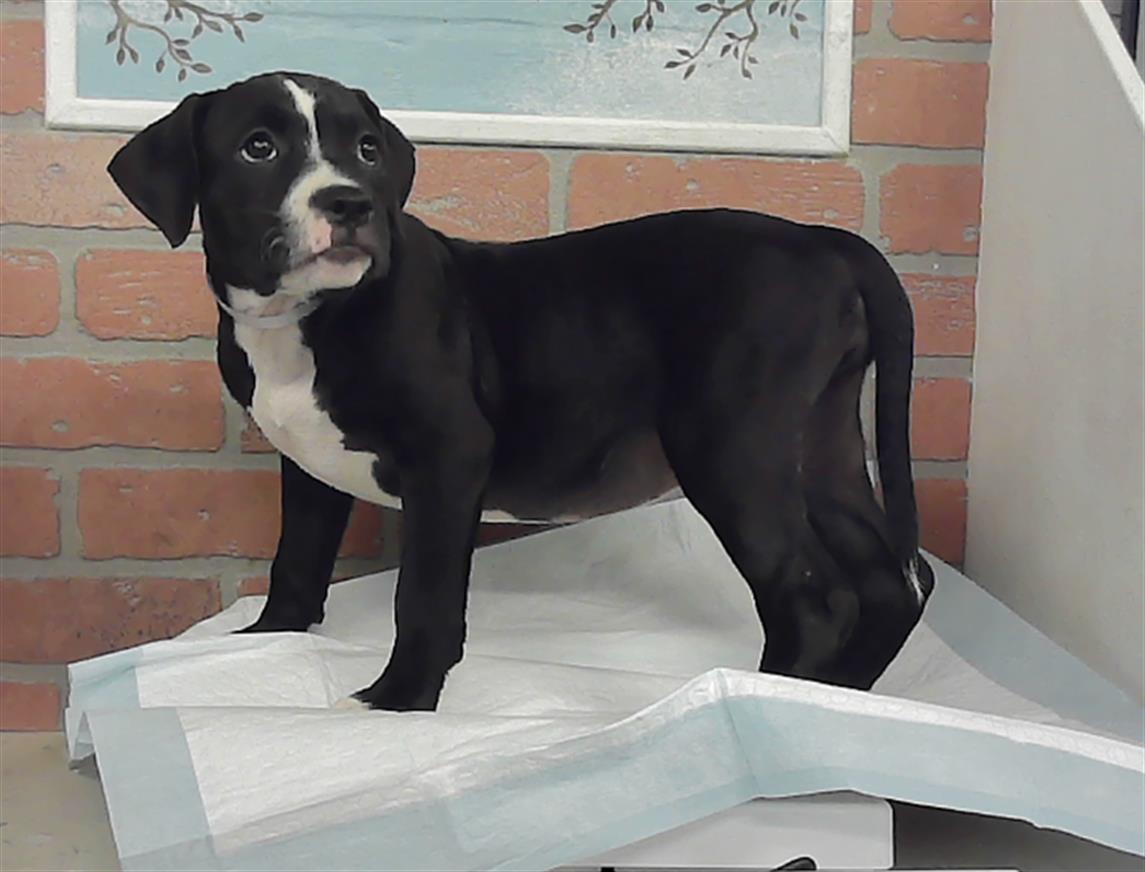 Adoptable Dog