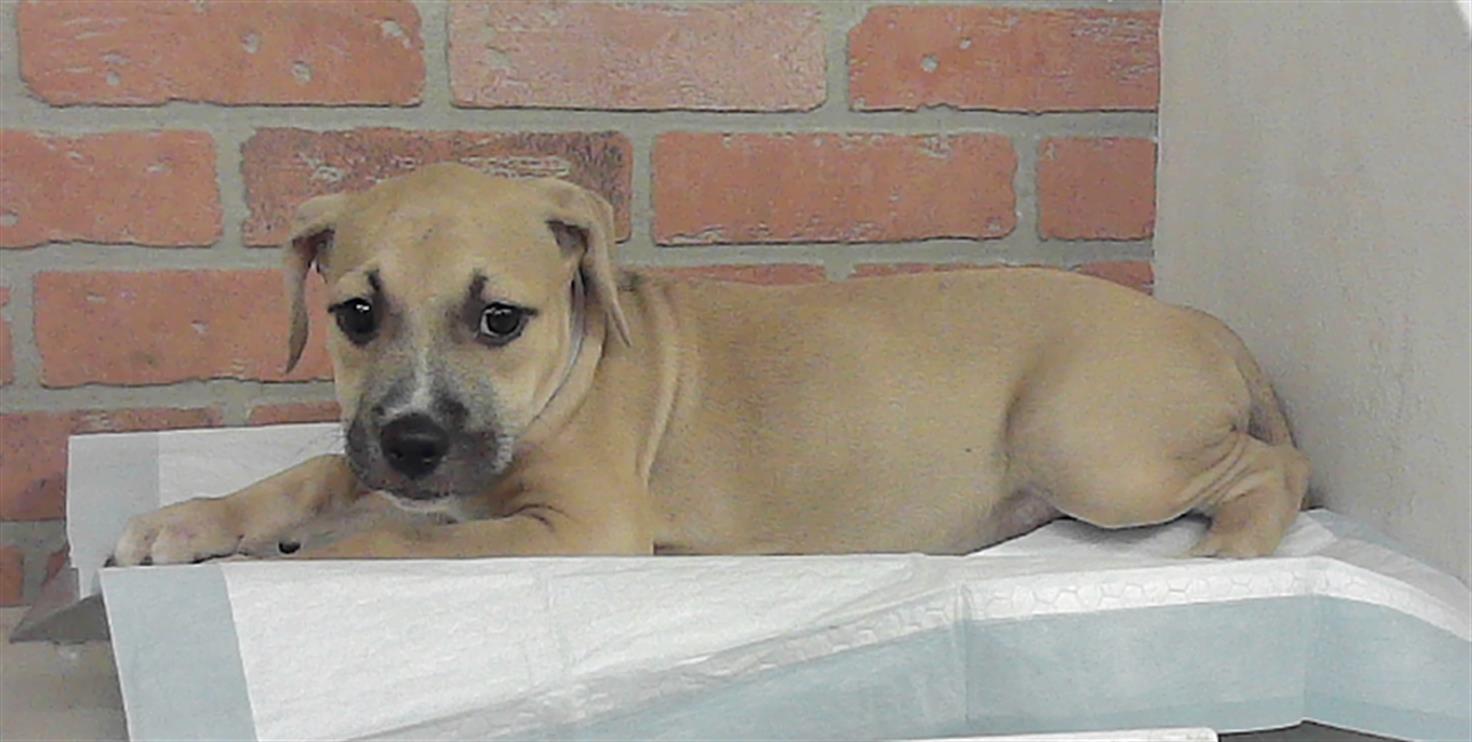 Adoptable Dog
